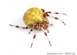 Attēlu rezultāti vaicājumam “Araneus marmoreus”