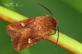 Attēlu rezultāti vaicājumam “Eriopygodes imbecilla”