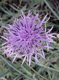 Attēlu rezultāti vaicājumam “Centaurea scabiosa”