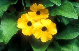 Image result for schwarzäugige Susanne