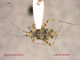 Attēlu rezultāti vaicājumam “Phytocoris tiliae”