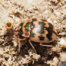 Attēlu rezultāti vaicājumam “Omophron limbatum”