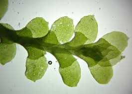 Attēlu rezultāti vaicājumam “Scapania lingulata”