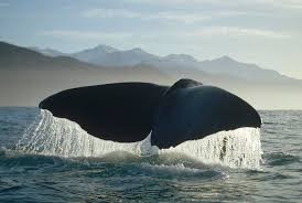 Image result for Physeter macrocephalus