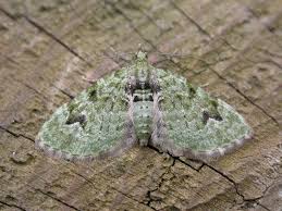 Attēlu rezultāti vaicājumam “Chloroclystis v-ata”