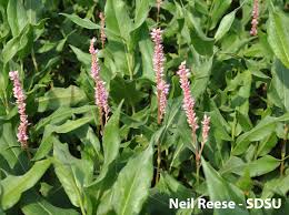 Attēlu rezultāti vaicājumam “Polygonaceae”