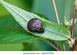 Attēlu rezultāti vaicājumam “Arianta arbustorum”