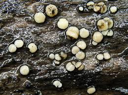 Attēlu rezultāti vaicājumam “Vibrissea decolorans”