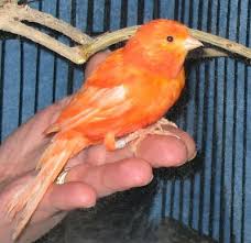 Red Factor Canary, Red Canary, Family: Fringillidae, Serinus ... - RedFactorCanaryWBC_C044