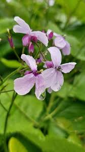 Attēlu rezultāti vaicājumam “Lunaria rediviva leaf”