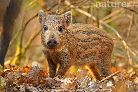 Attēlu rezultāti vaicājumam “Sus scrofa”