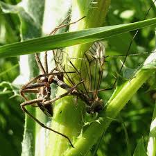 Attēlu rezultāti vaicājumam “Pisaura mirabilis male”