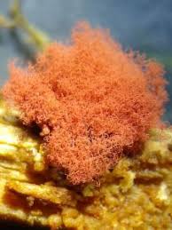 Attēlu rezultāti vaicājumam “Arcyria cinerea young”