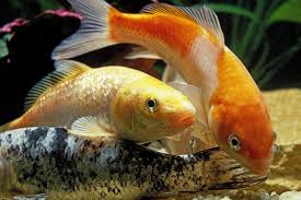 Image result for Carpiodes cyprinus