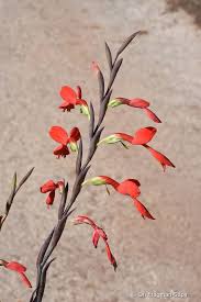 Attēlu rezultāti vaicājumam “Gladiolus imbricatus flower”