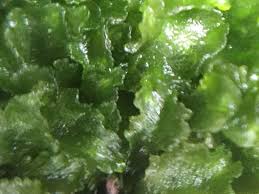 Attēlu rezultāti vaicājumam “Anthocerotopsida”