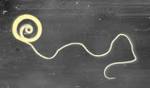 File:<b>Trichuris</b> Suis.jpg