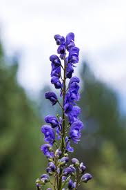 Attēlu rezultāti vaicājumam “Aconitum napellus flower”
