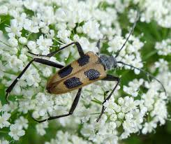 Attēlu rezultāti vaicājumam “Pachyta quadrimaculata”
