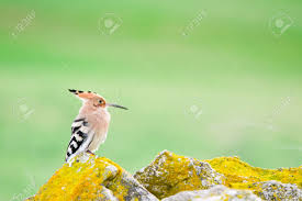 Attēlu rezultāti vaicājumam “Upupa epops”