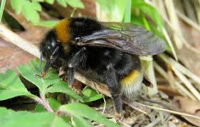 Attēlu rezultāti vaicājumam “Bombus”
