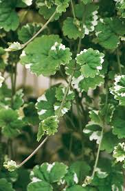Image result for Glechoma hederacea