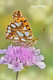 Attēlu rezultāti vaicājumam “Issoria lathonia”