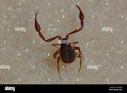 Attēlu rezultāti vaicājumam “Chelifer cancroides”