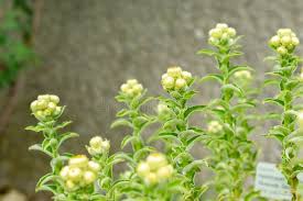 Image result for Helichrysum foetidum