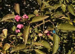 Attēlu rezultāti vaicājumam “Euonymus europaeus”