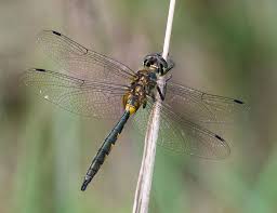 Attēlu rezultāti vaicājumam “Somatochlora flavomaculata”