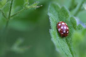 Attēlu rezultāti vaicājumam “Calvia quatuordecimguttata”