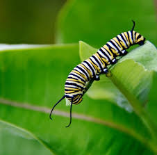 Image result for monarch caterpillar