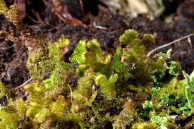 Attēlu rezultāti vaicājumam “Ptilidium pulcherrimum”