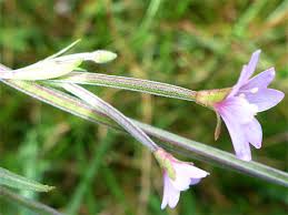 Attēlu rezultāti vaicājumam “Epilobium palustre flower”