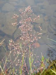 Attēlu rezultāti vaicājumam “Agrostis canina”