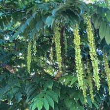 Attēlu rezultāti vaicājumam “Pterocarya fraxinifolia leaf”