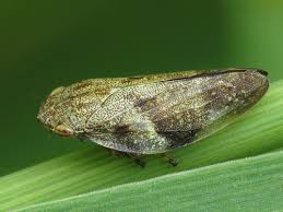 Attēlu rezultāti vaicājumam “Aphrophoridae nymph”