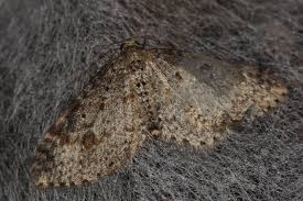 Attēlu rezultāti vaicājumam “Hydrelia sylvata”