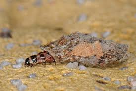 Attēlu rezultāti vaicājumam “Proutia betulina”