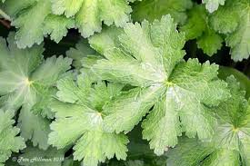 Attēlu rezultāti vaicājumam “Geranium pratense leaf”