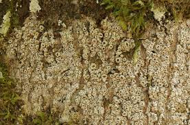 Attēlu rezultāti vaicājumam “Thelotrema lepadinum”