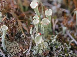 Attēlu rezultāti vaicājumam “Cladonia deformis”