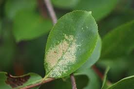 Attēlu rezultāti vaicājumam “Aronia melanocarpa leaf”