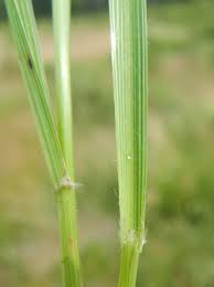 Attēlu rezultāti vaicājumam “Calamagrostis canescens leaf”
