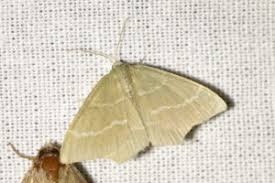 Attēlu rezultāti vaicājumam “Chlorissa viridata”