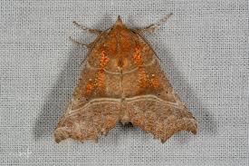 Attēlu rezultāti vaicājumam “Scoliopteryx libatrix”