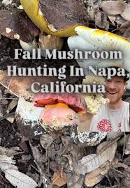 Attēlu rezultāti vaicājumam “Brefeldia maxima young”