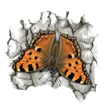 Attēlu rezultāti vaicājumam “Nymphalis polychloros”