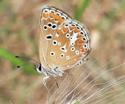 Attēlu rezultāti vaicājumam “Polyommatus icarus female”